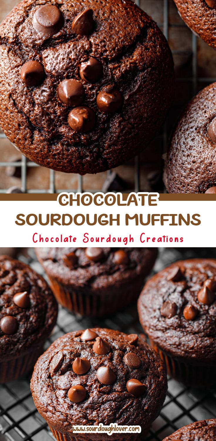 Easy Chocolate Sourdough Muffins: Quick Sourdough Recipe